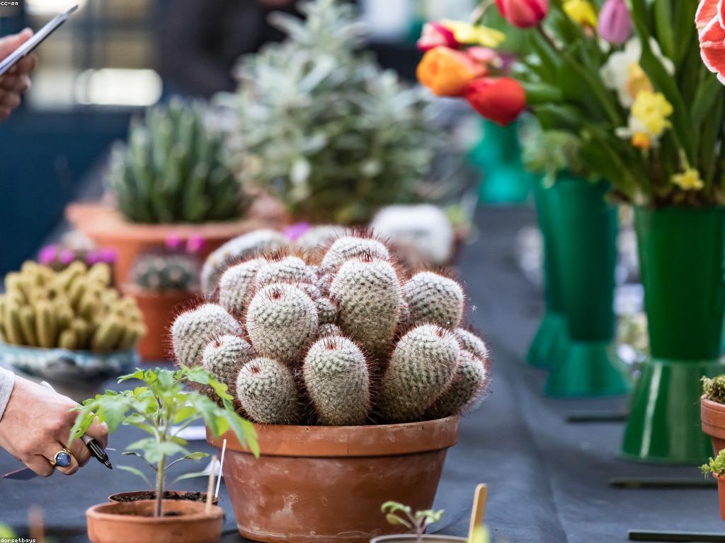 ការប្រកួត និង រង្វាន់: អ្វីដែលអ្នកត្រូវដឹង